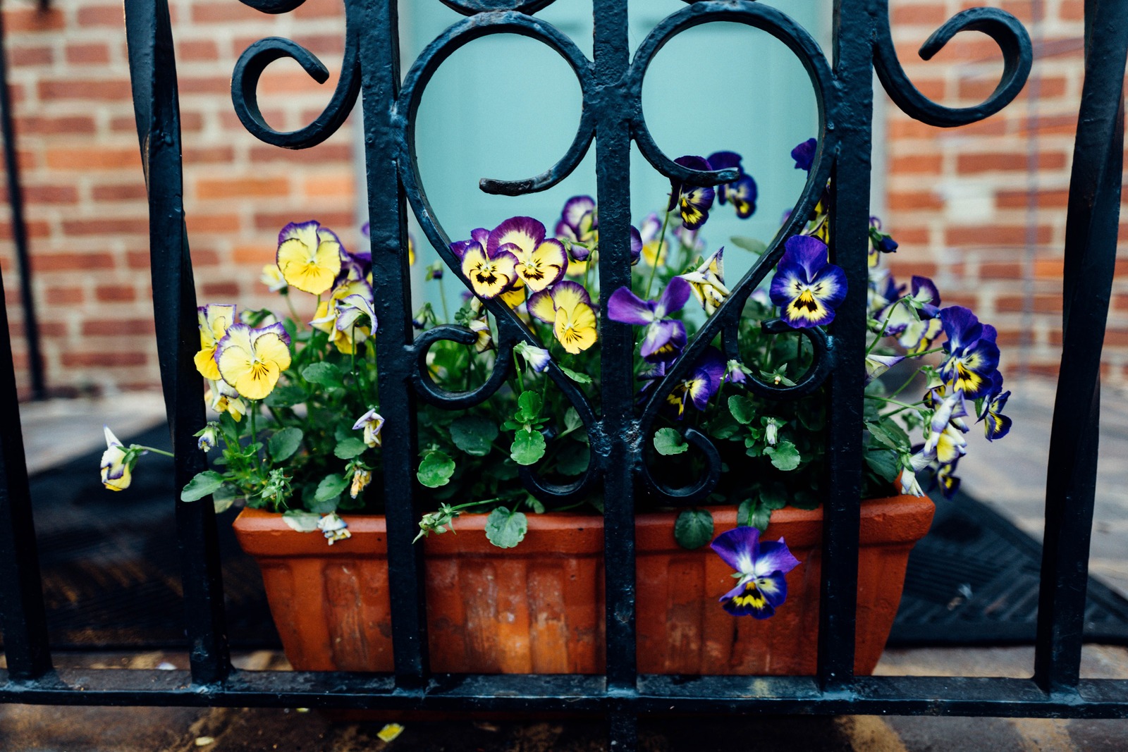Iron-Caged Blossoms