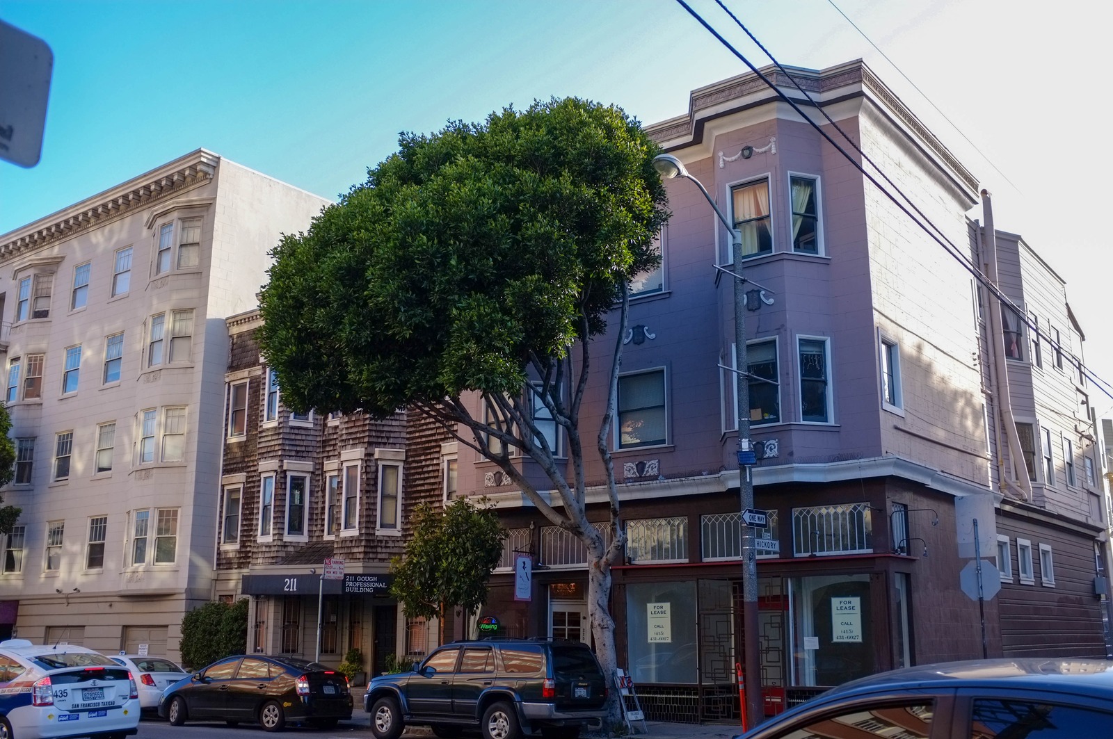 Urban Tree Overhead