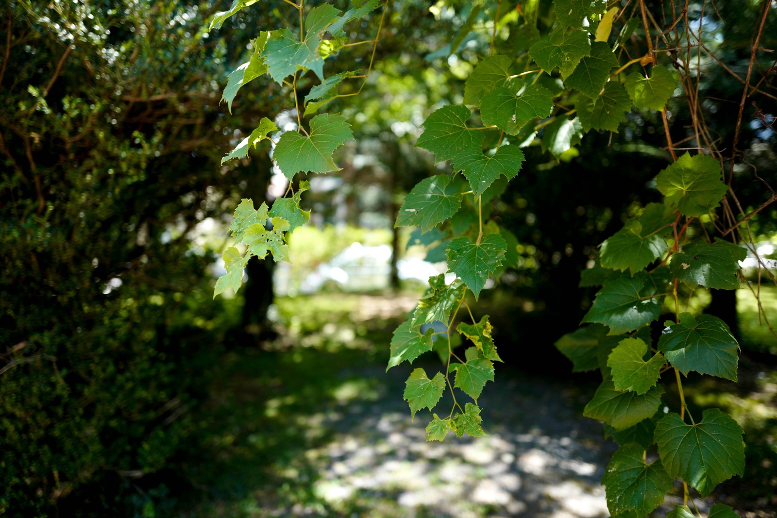 Whispers of Nature