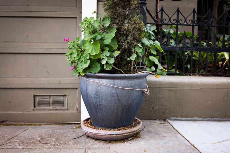 Urban Greenery