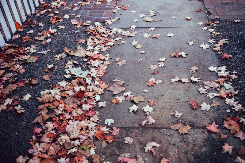 Whispers of Autumn