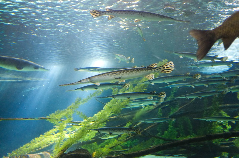 Underwater Harmony