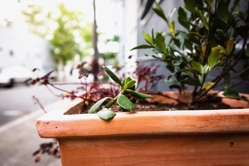 Urban Greenery