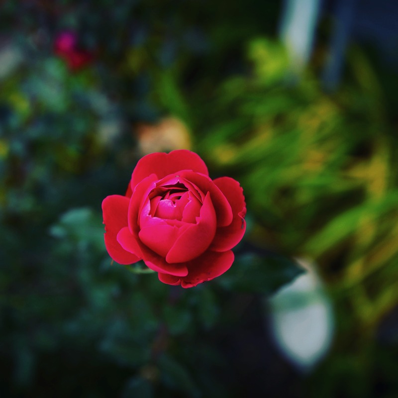 Blossom of Passion