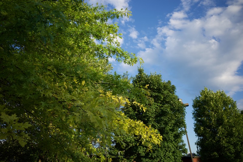 Serenity in Green