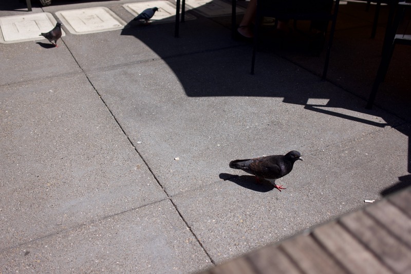 Urban Pigeon Moment