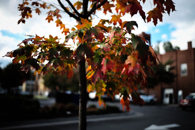 Autumn's Embrace