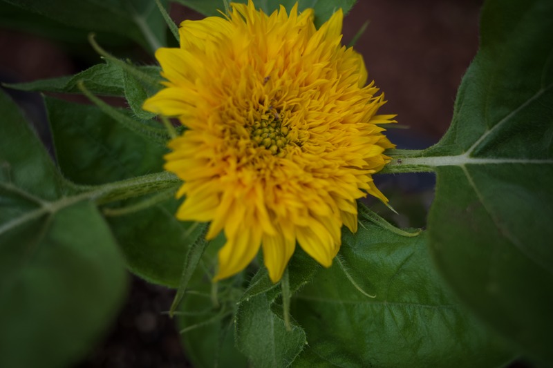 Sunlit Bloom