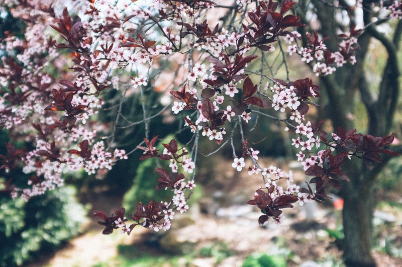 Whispers of Spring