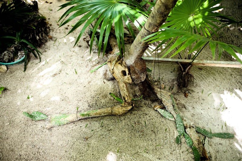 Roots of Nature