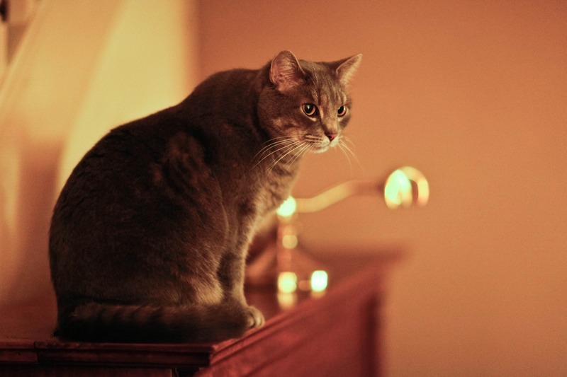 Silent Watcher