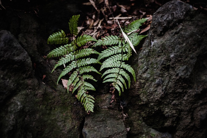 Lush Resilience