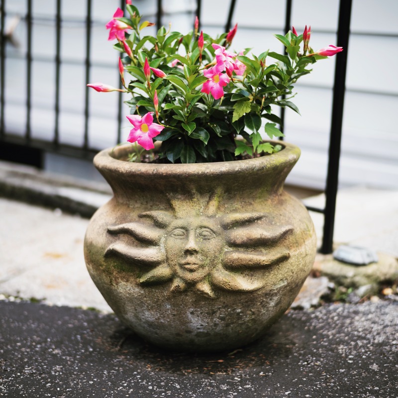 Blooming Serenity