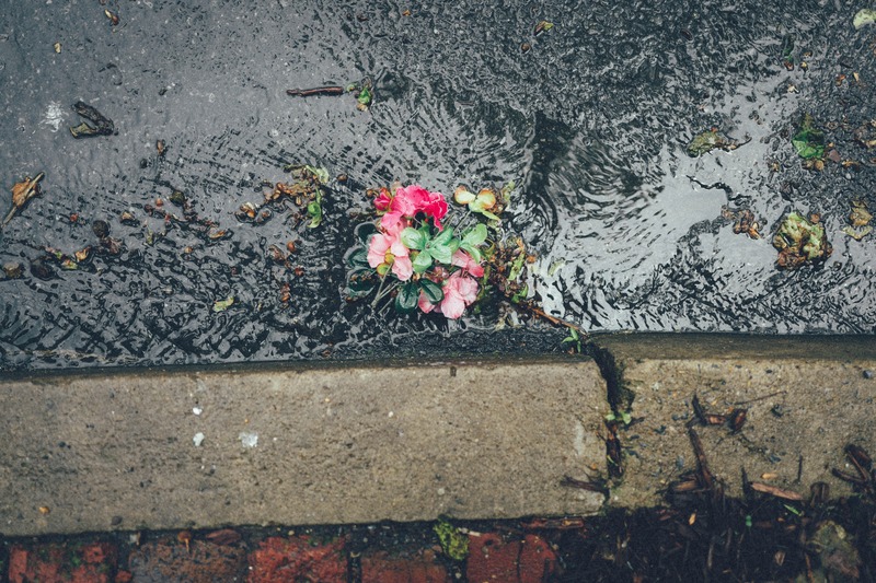 Petals in the Rain