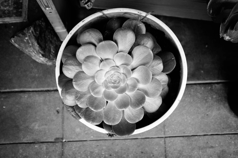 Succulent Serenity
