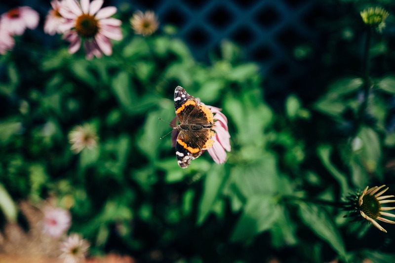 Delicate Flight