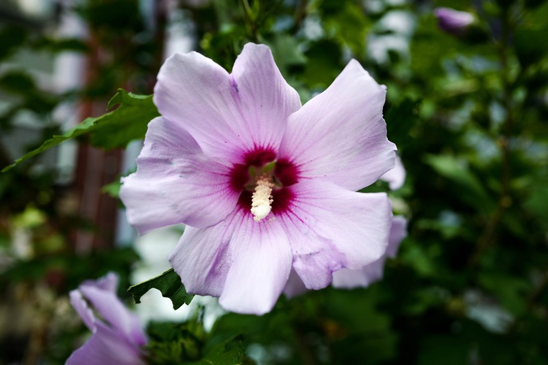 Delicate Bloom