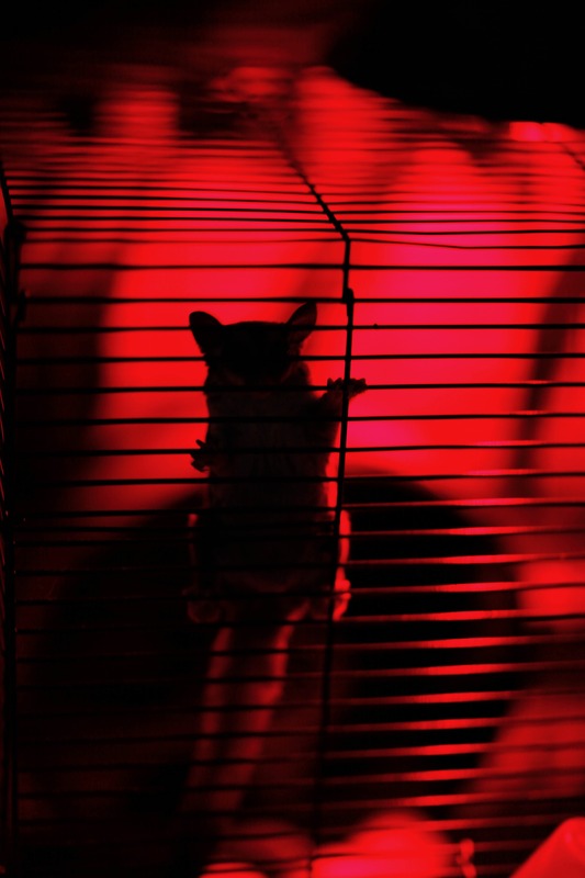 Caged Curiosity