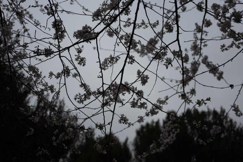 Whispers of Spring