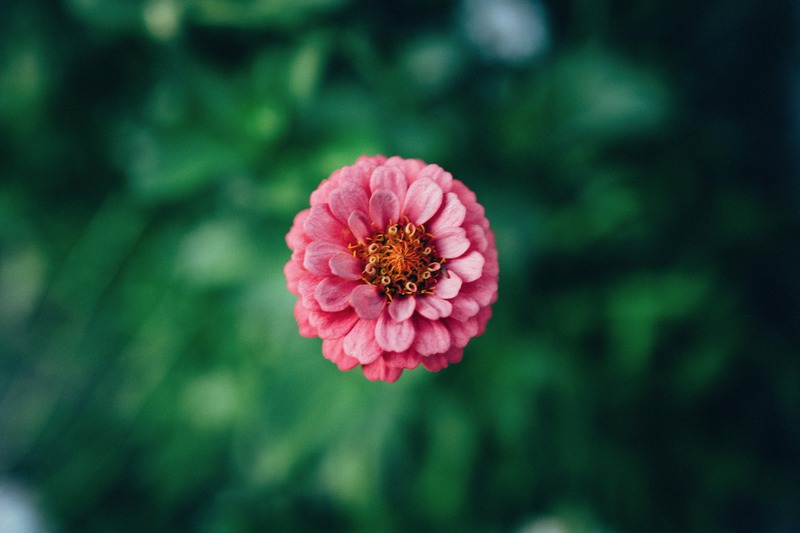 Delicate Pink Bloom