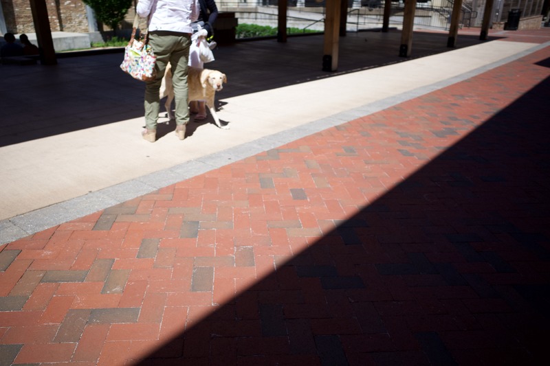 A Stroll in the Sun