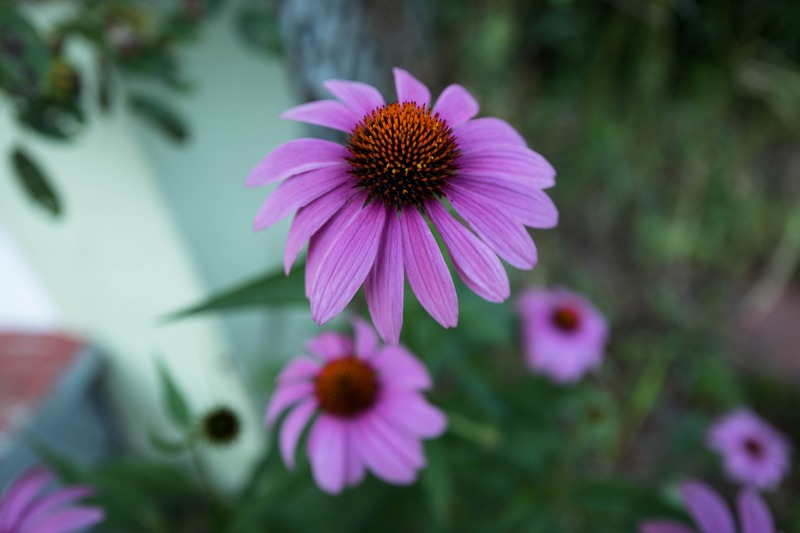 Blooming Serenity