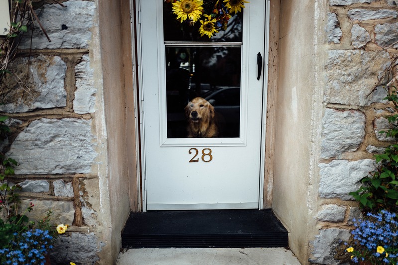 Watchful Companion