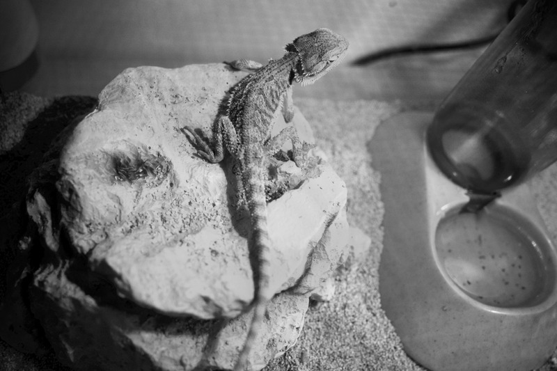 Lizard in Shadows