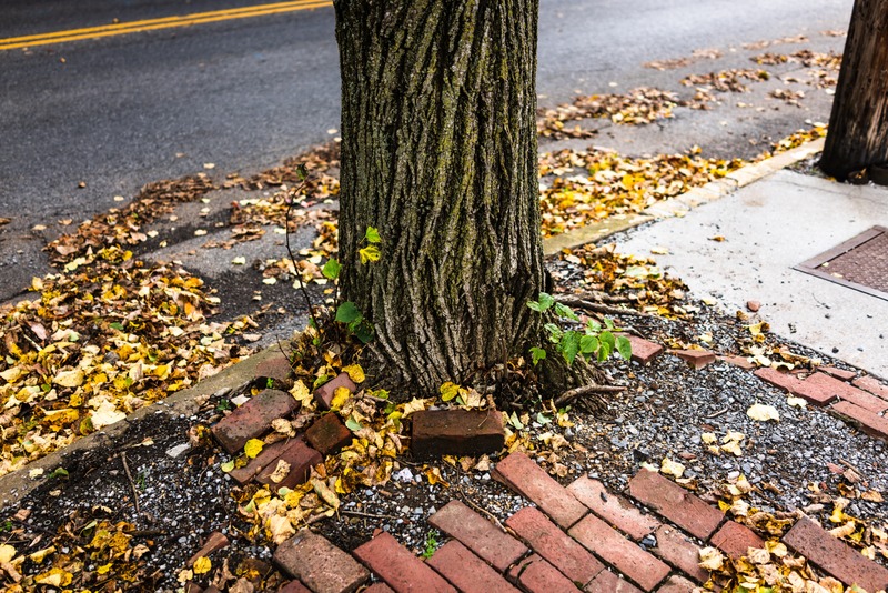 Autumnal Embrace