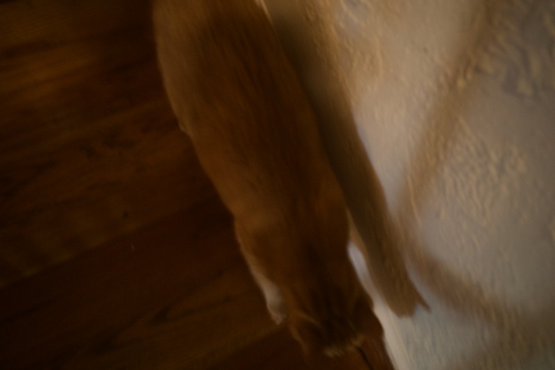 Whiskered Shadows