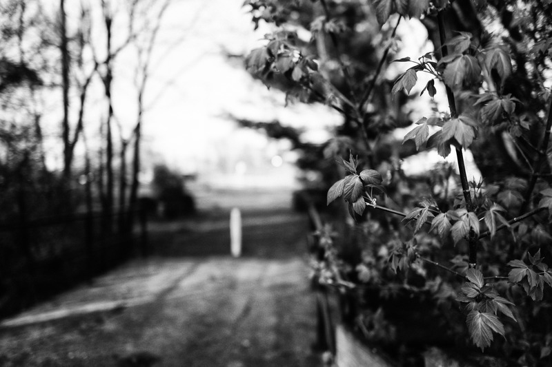 Whispers of Spring