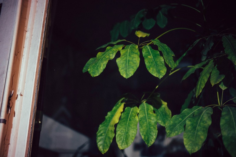 Nocturnal Greenery