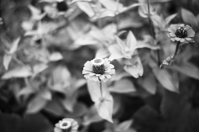 Whispers of Nature