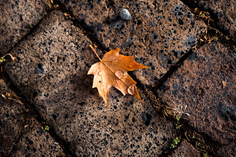 Autumn's Touch