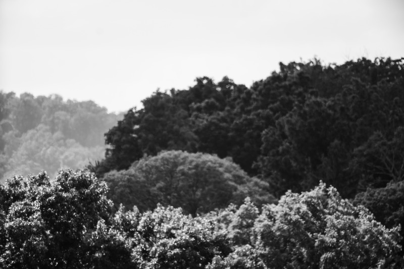 Whispers of Nature