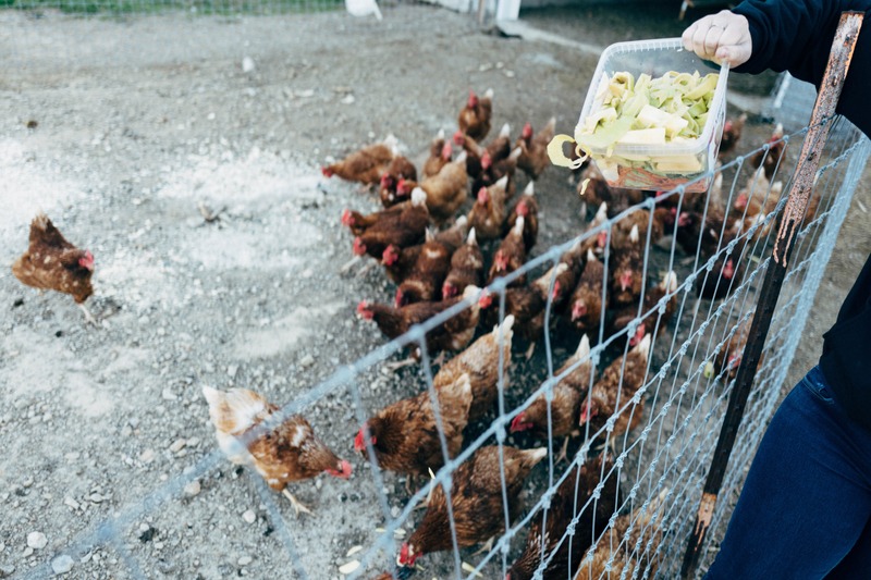 Feeding the Flock