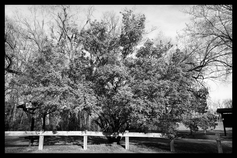 Silent Grove