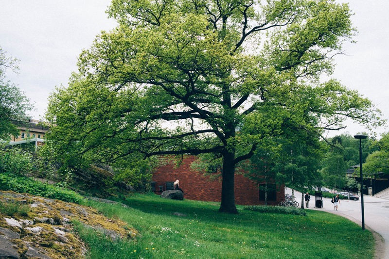 Verdant Serenity