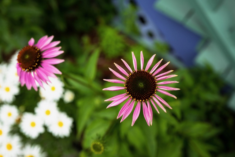 Blossoms in Bloom