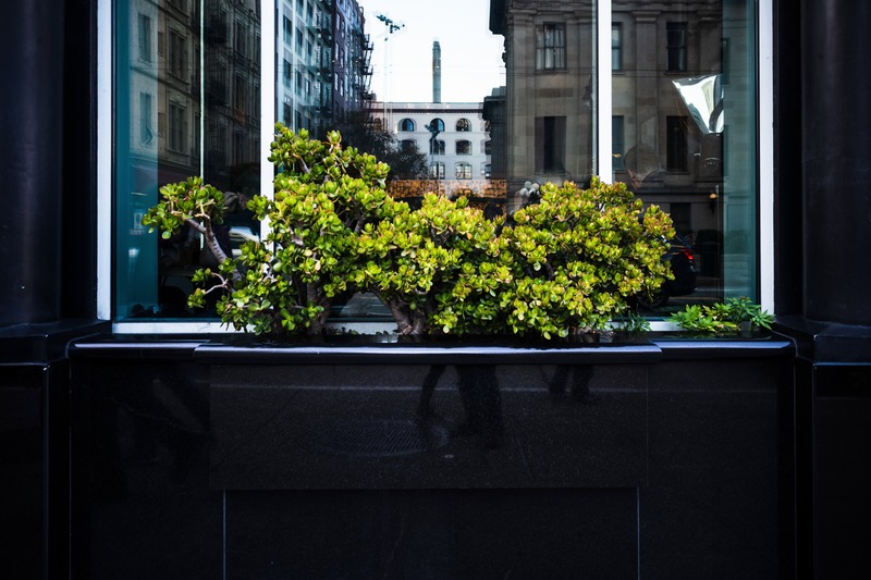 Urban Greenery