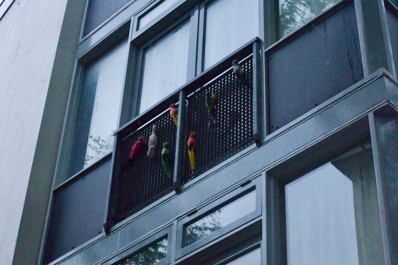 Urban Aviary
