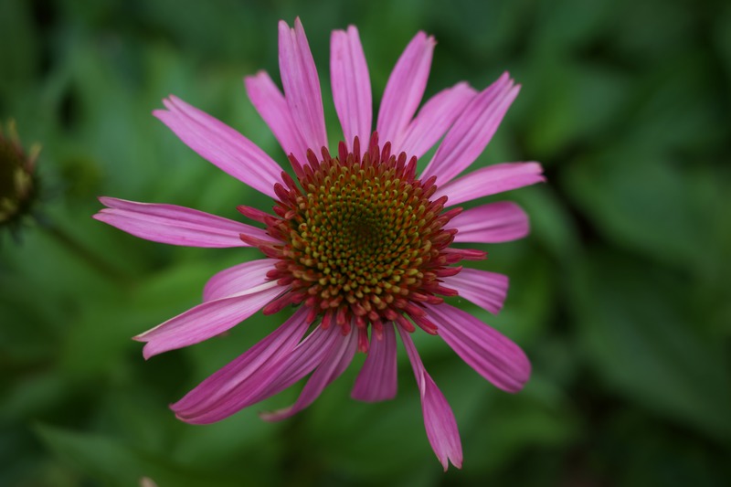 Radiant Blossom