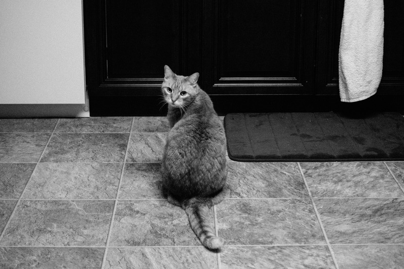 Curious Feline Gaze