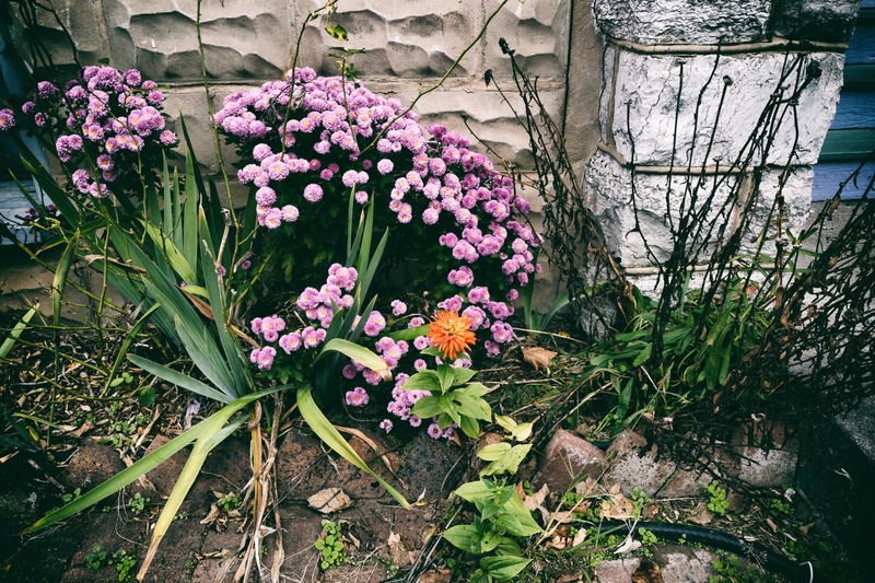 Vibrant Resilience