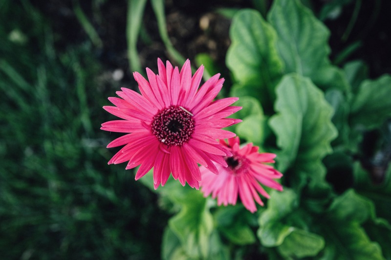 Vibrant Bloom
