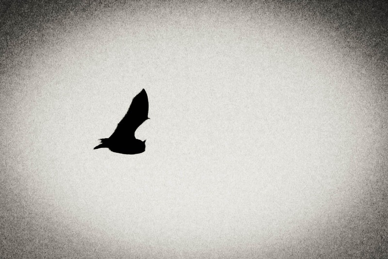 Shadow of Freedom