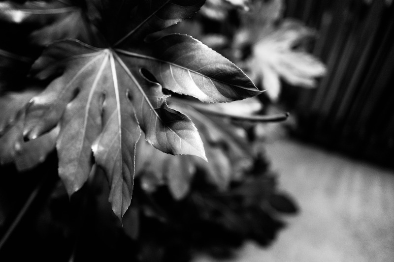 Silent Greenery