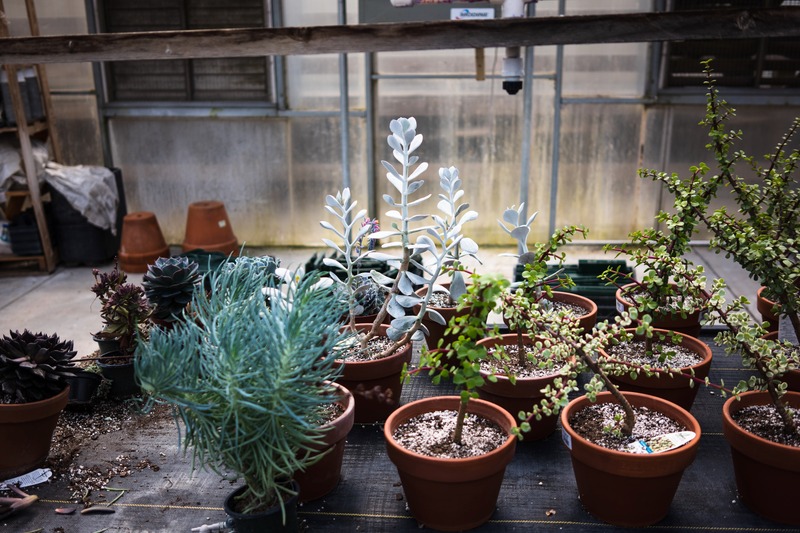 Succulent Sanctuary