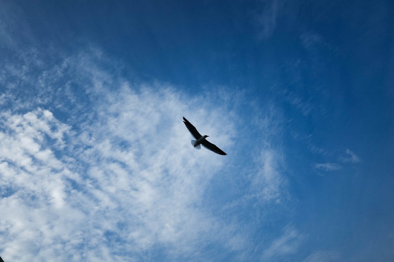 Soaring Serenity