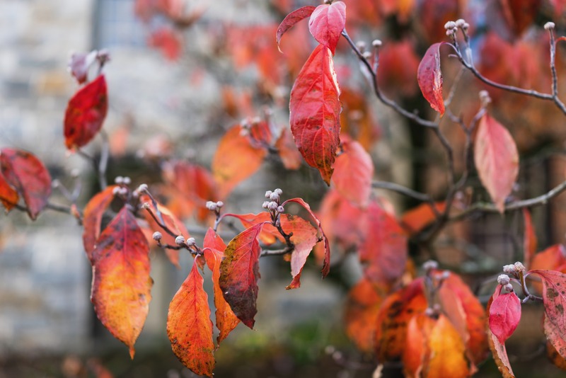 Fading Autumn Glory